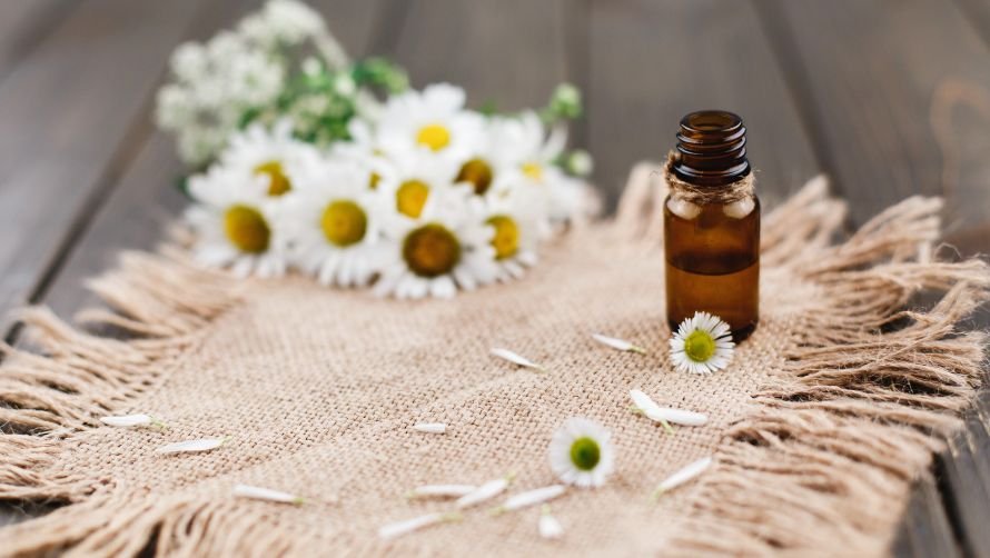 The Queen of Chamomiles: Cape Chamomile Essential Oil  Miracle Botanicals  Blog– Miracle Botanicals Essential Oils