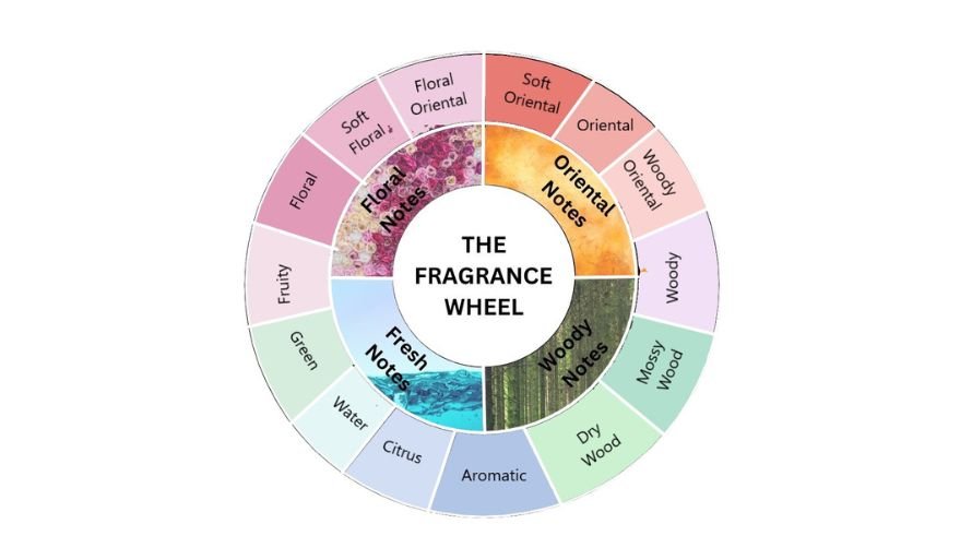 Scent Family And Fragrance Wheel